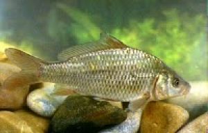 Carpa
