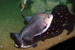 Pacu